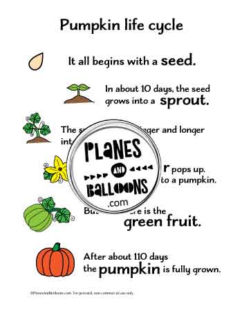 Pumpkin life cycle explained