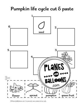 Pumpkin life cycle - cut and paste worksheet