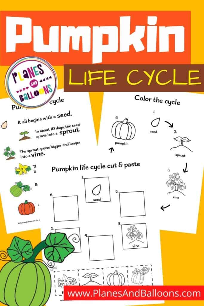 Life cycle of a pumpkin printable - Pinterest image